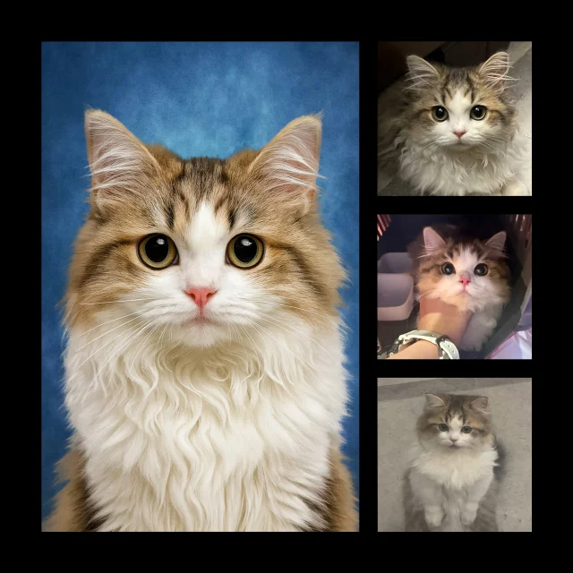 The Perfect Pet ID Photo