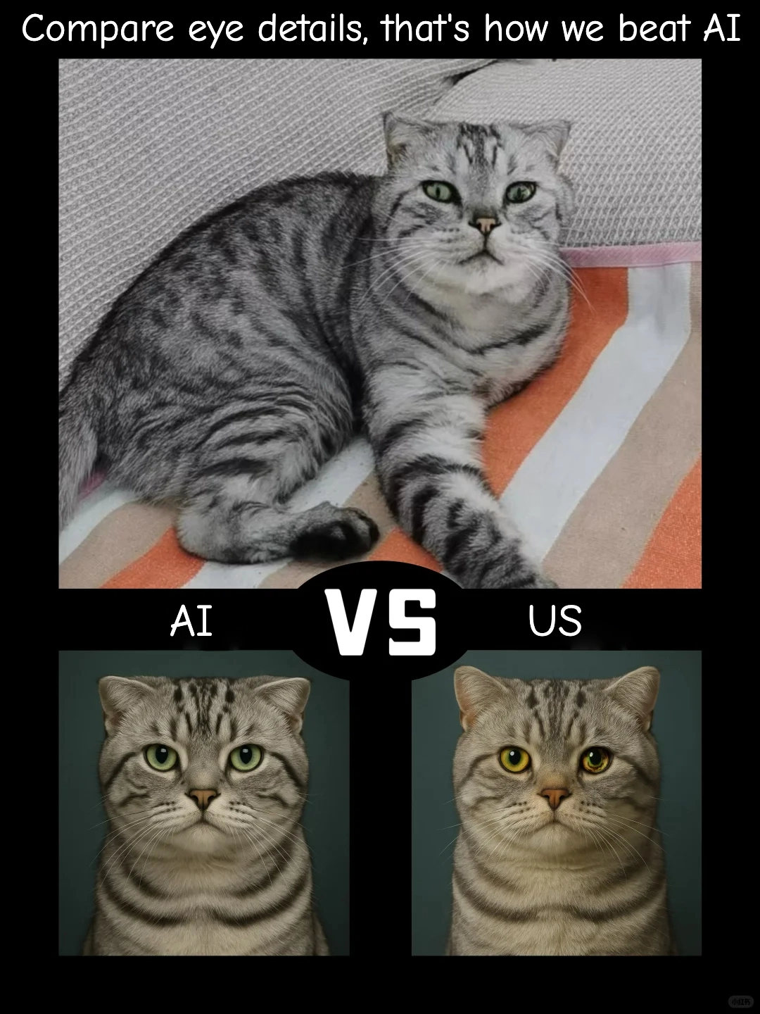 The Perfect Pet ID Photo