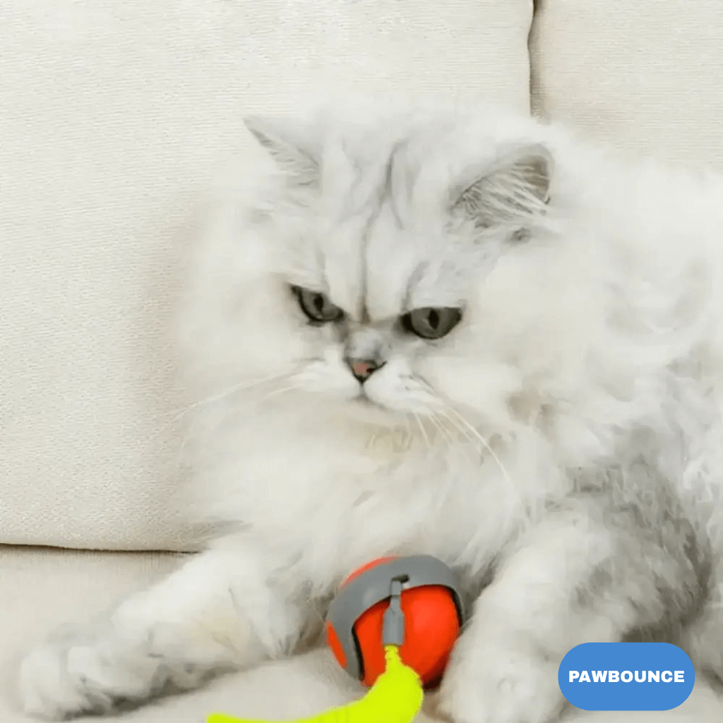 PawBounce